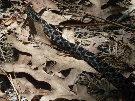 Pygmy Rattlesnake 3