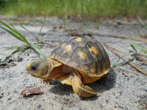 Baby Gopher Tortoise 2