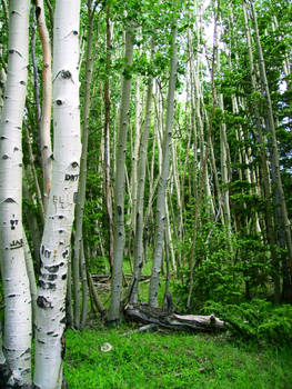 Escudilla Trail- Aspens