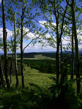 Escudilla Trail View