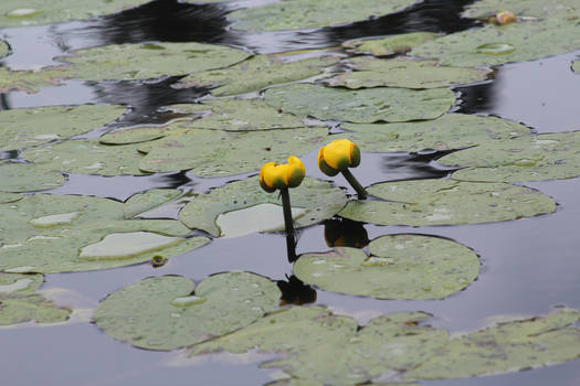 Water Lilies