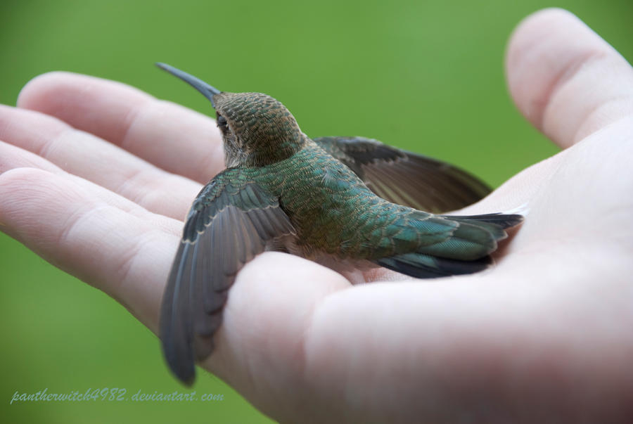 Hummingbird Up Close