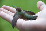 Hummingbird Up Close by pantherwitch4982