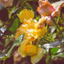 Yellow Rose