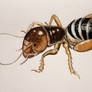 Potato bug