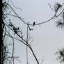 Bird on a wire