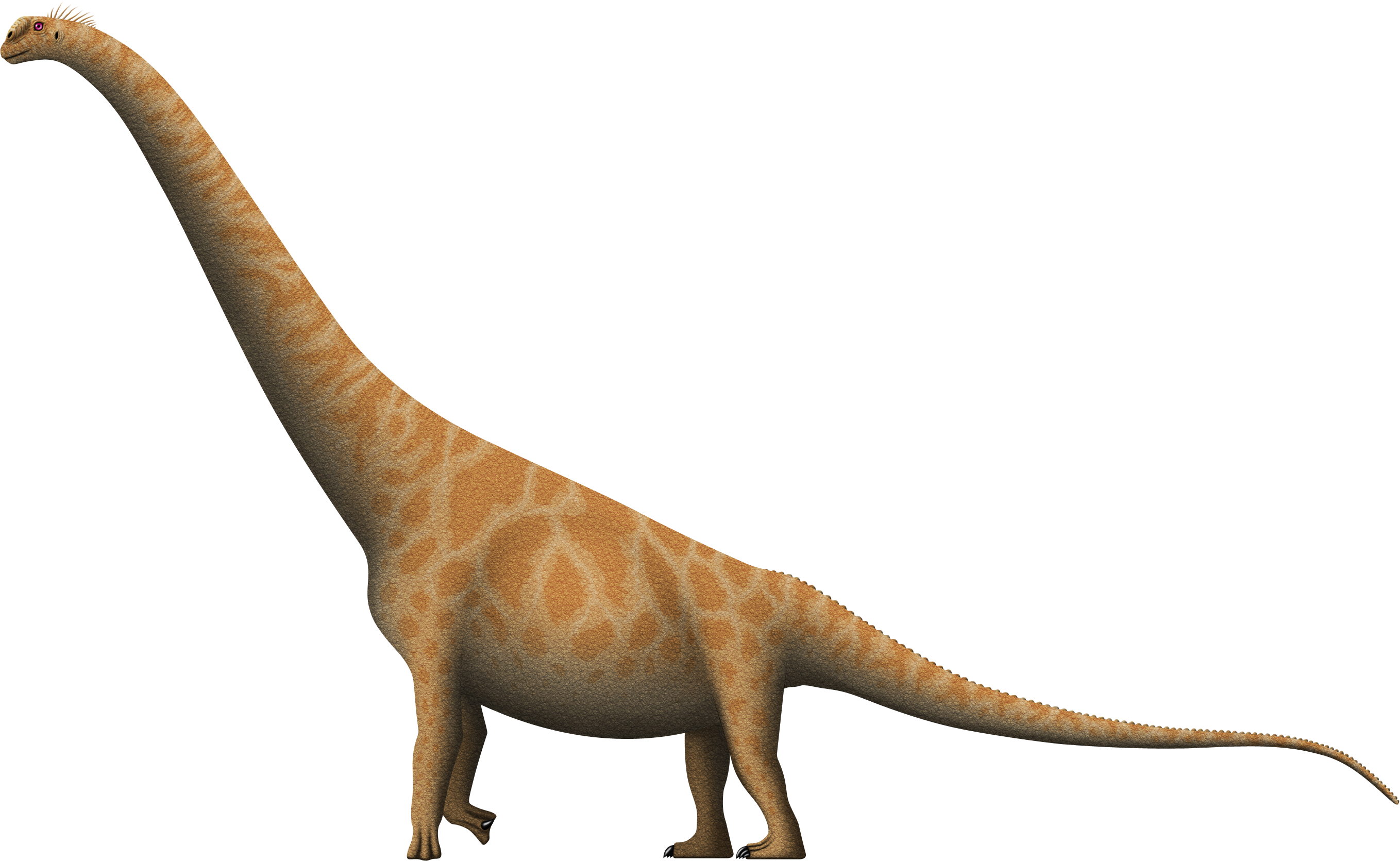 Huanghetitan ruyangensis by SpinoInWonderland