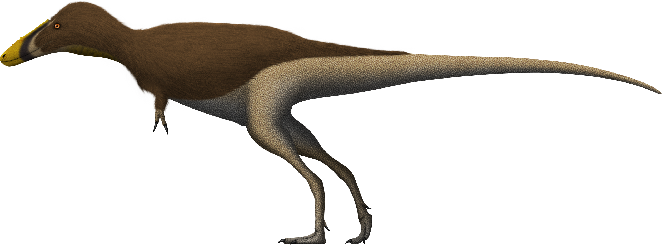 Alioramus altai