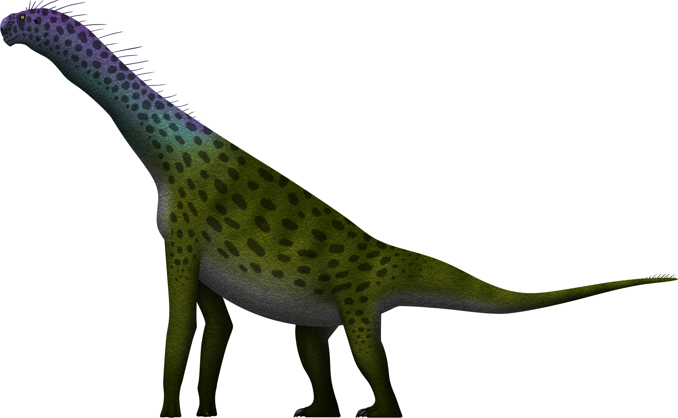 Atlasaurus imelakei by SpinoInWonderland