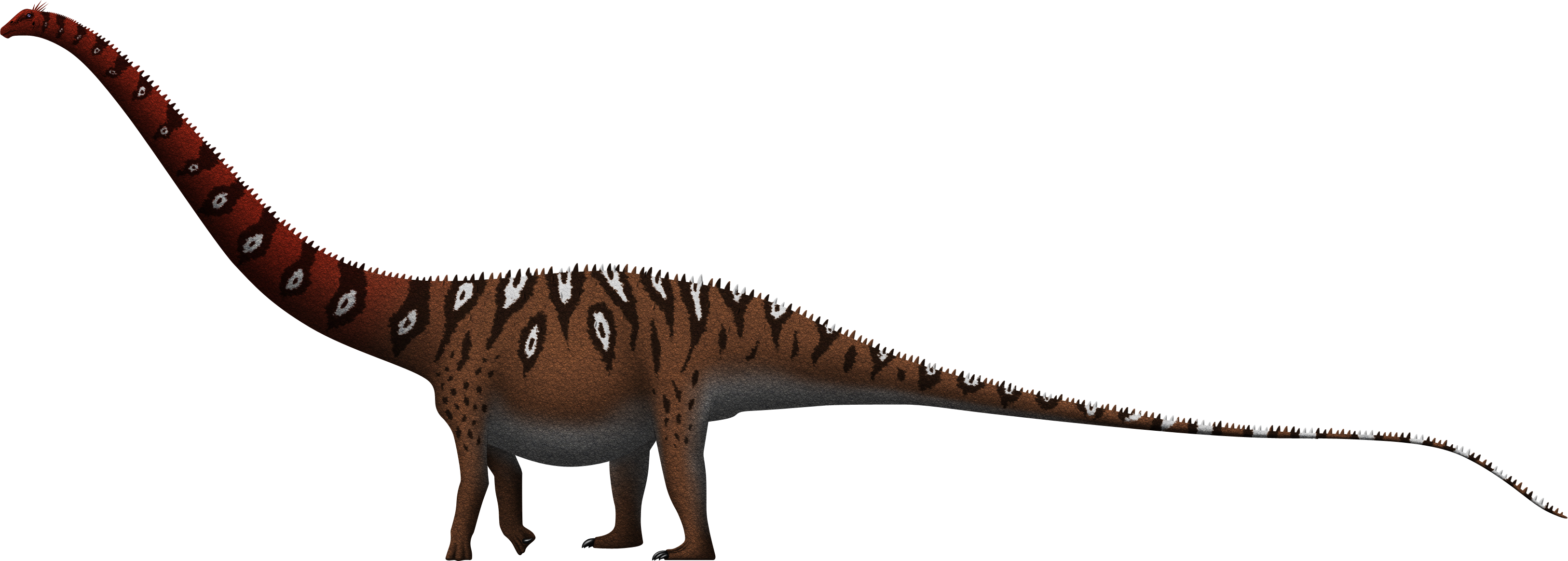 Supersaurus lourinhanensis