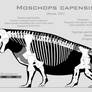 Moschops capensis skeletal reconstruction