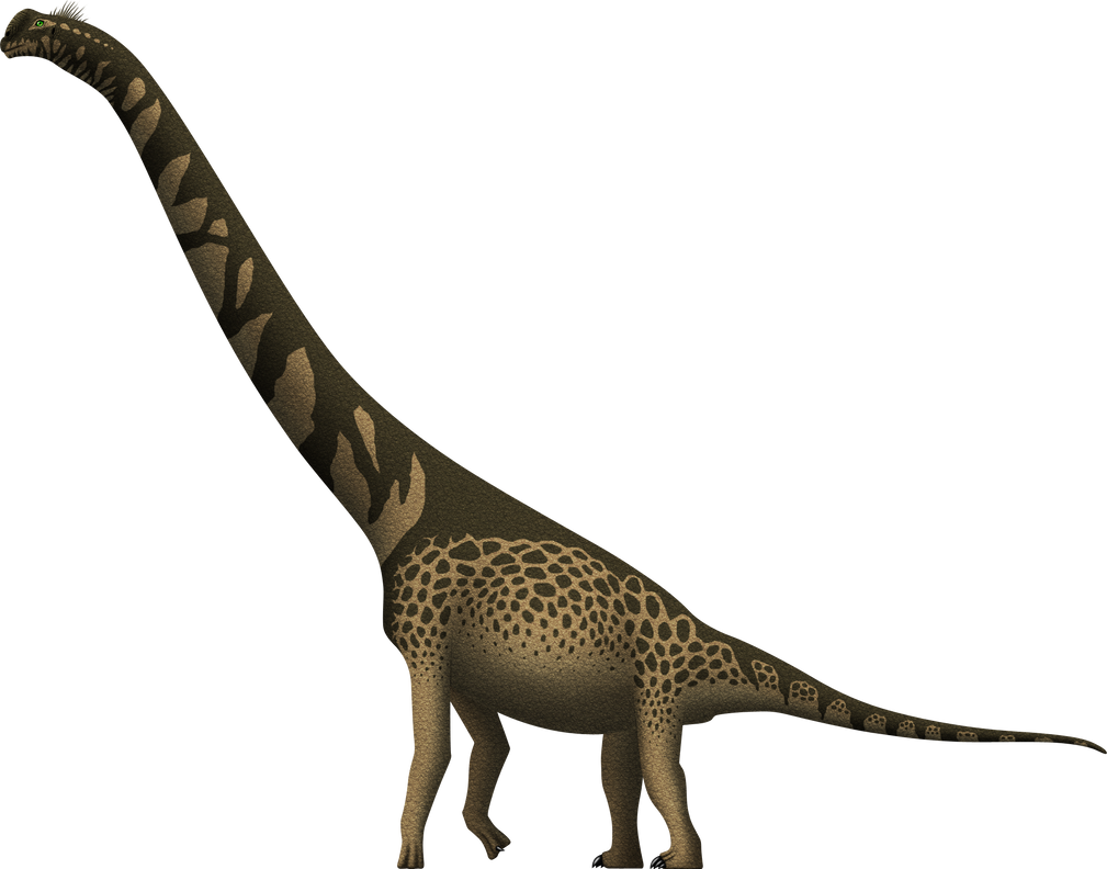 Cedarosaurus weiskopfae by SpinoInWonderland