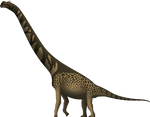 Cedarosaurus weiskopfae
