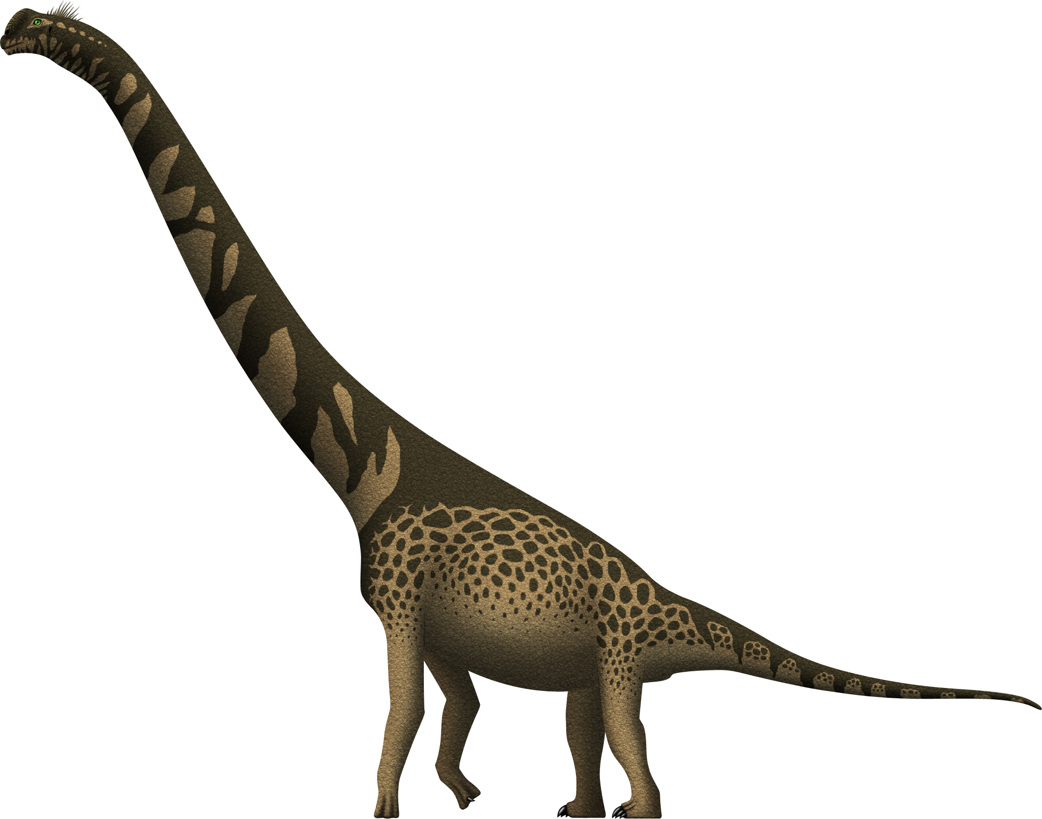 Cedarosaurus weiskopfae by SpinoInWonderland