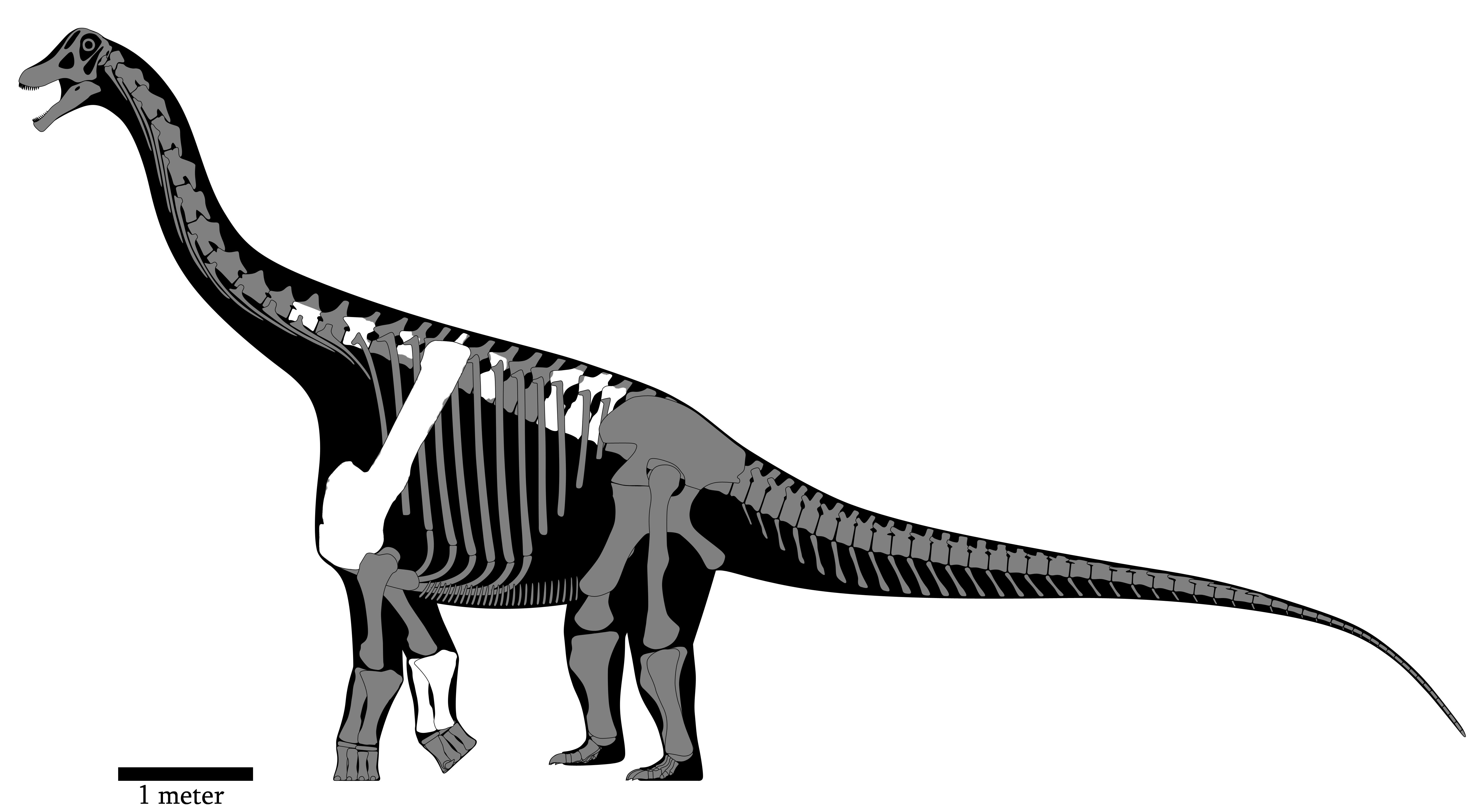 Yongjinglong datangi skeletal reconstruction (old)