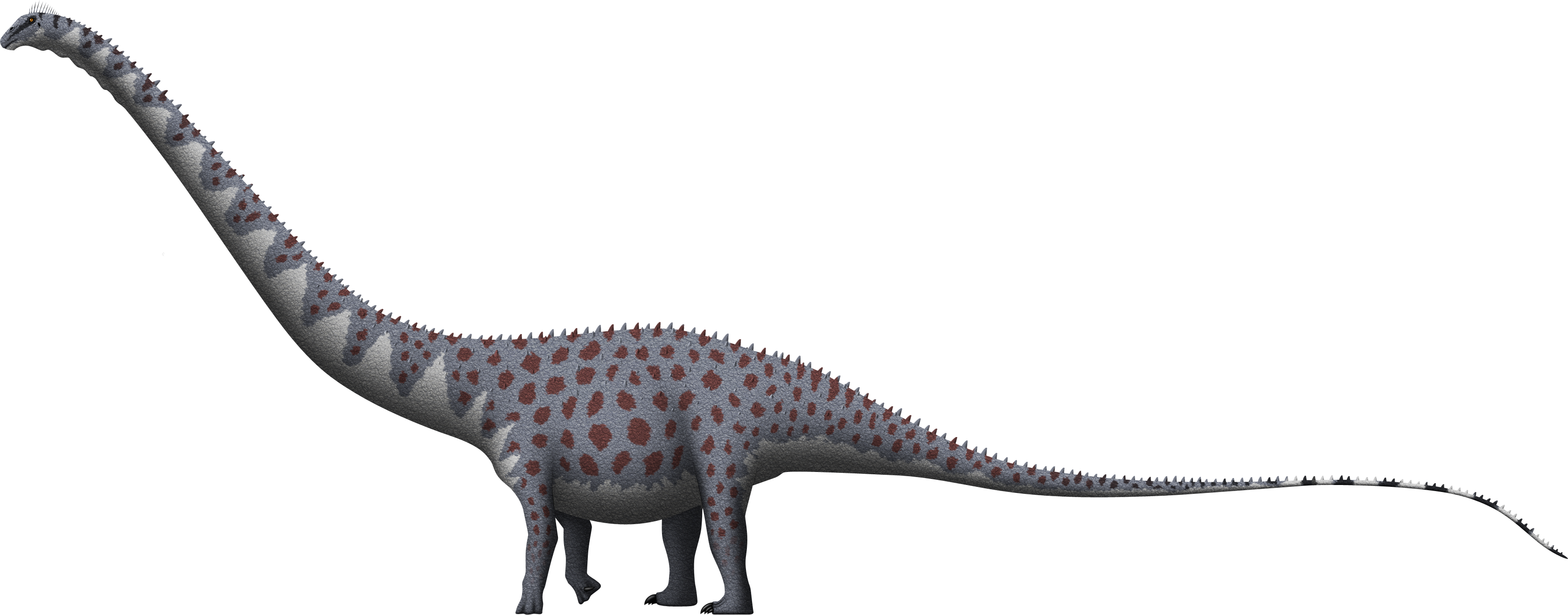 Supersaurus vivianae by SpinoInWonderland