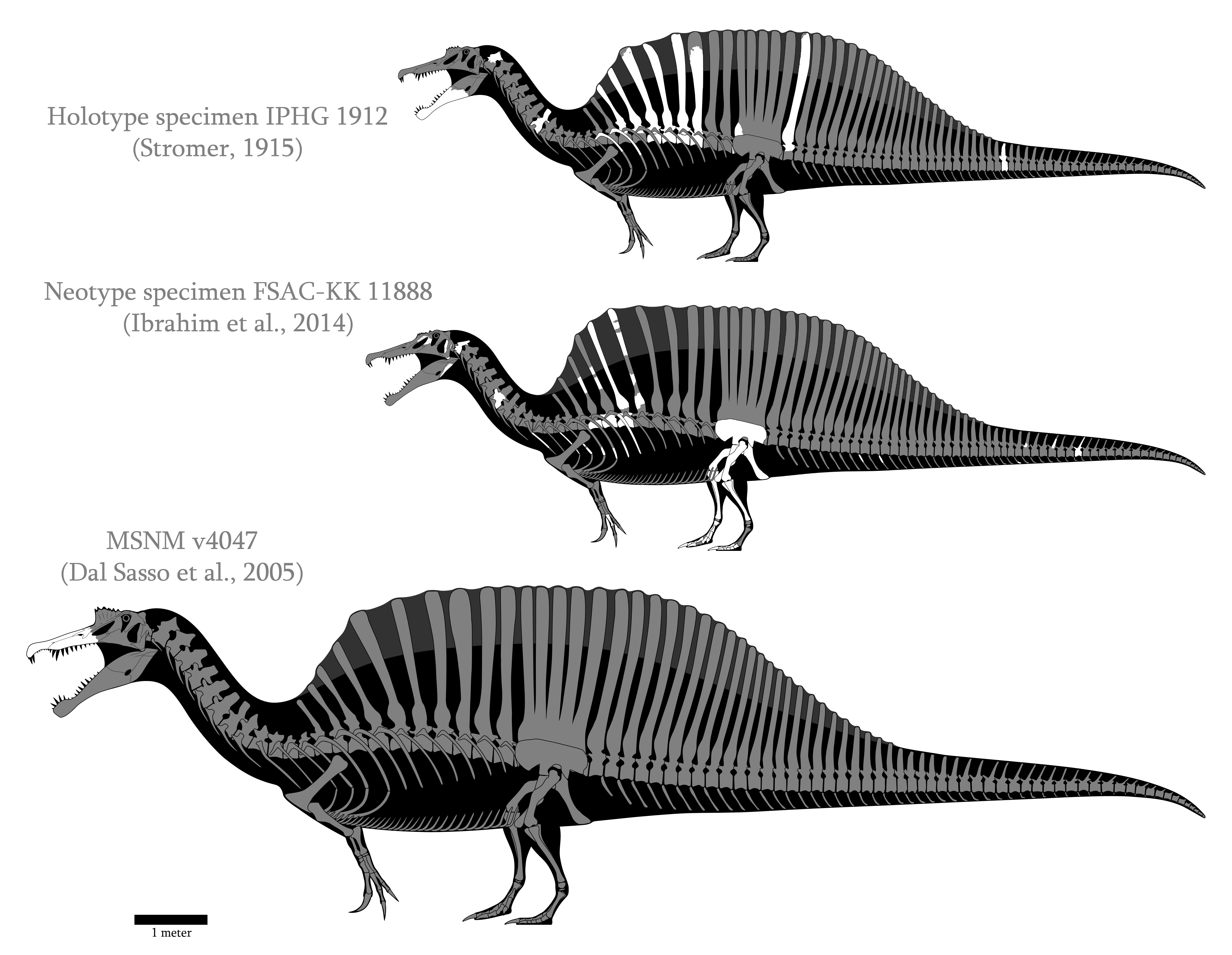 Spinosaurus aegyptiacus skeletals (2014-2017)