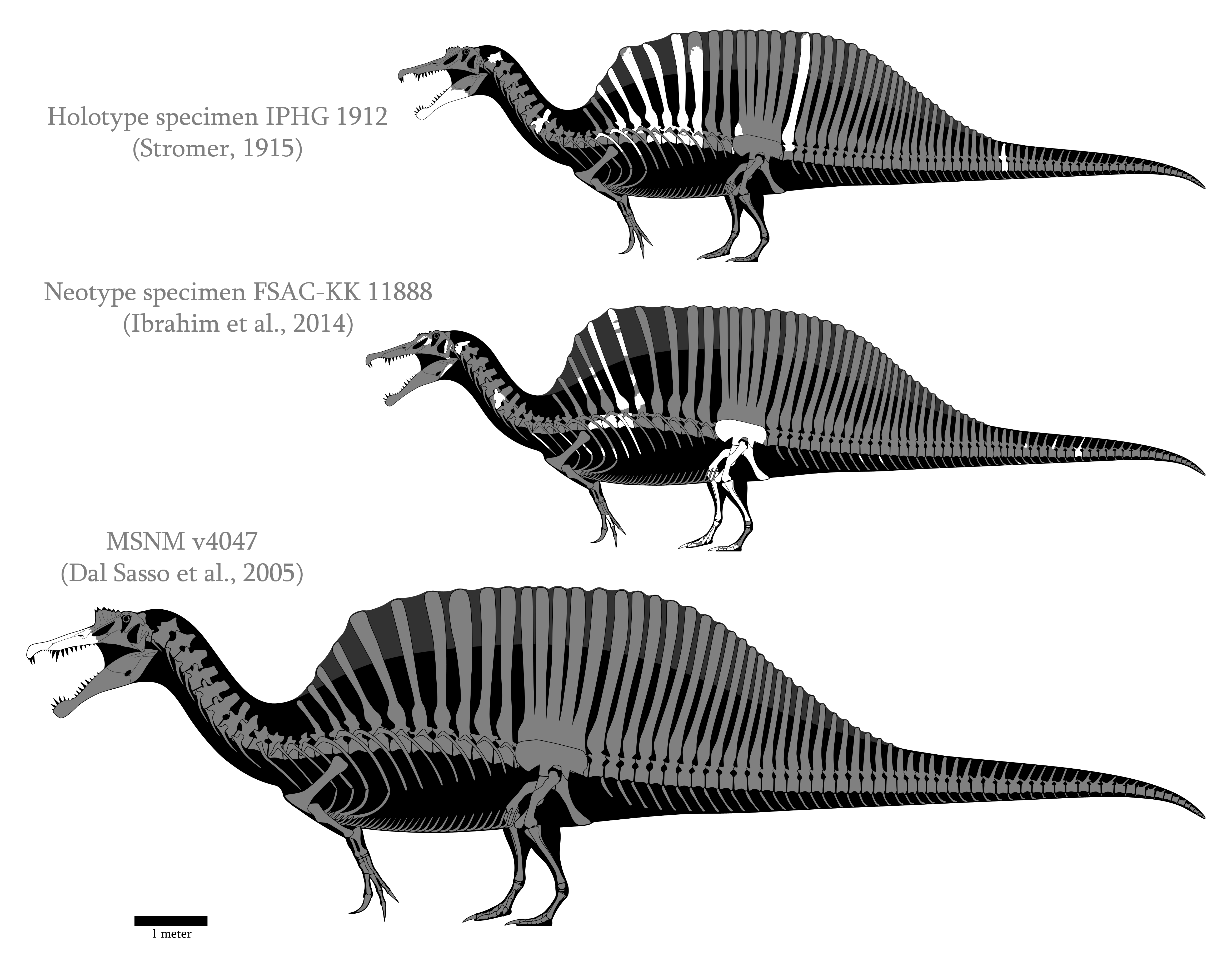 Spinosaurus aegyptiacus skeletal reconstructions by SpinoInWonderland