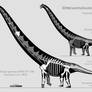 Dreadnoughtus schrani skeletal reconstruction