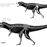 Carcharodontosaurus saharicus skeletals (2015)