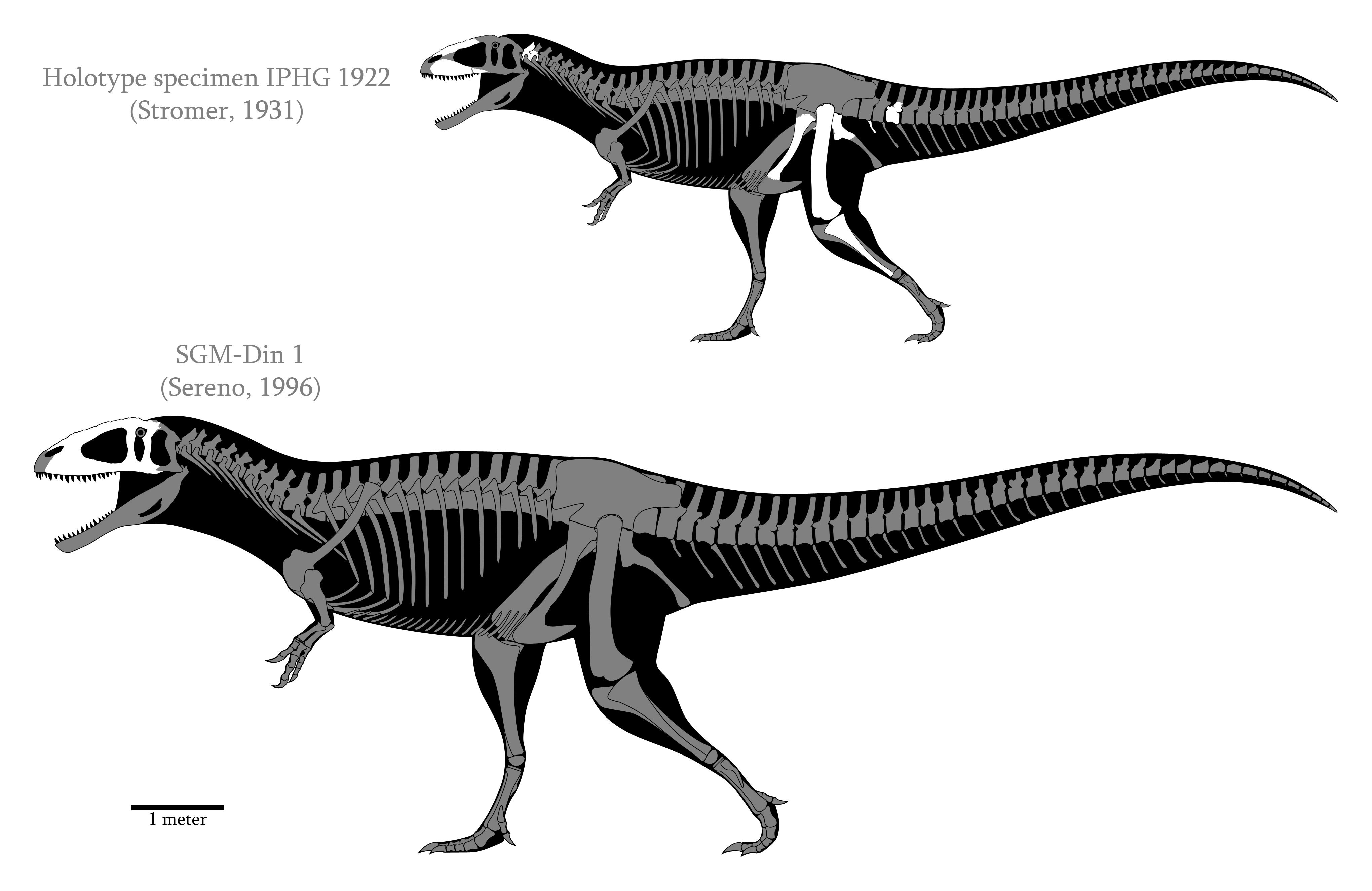 Carcharodontosaurus saharicus skeletals (2015)