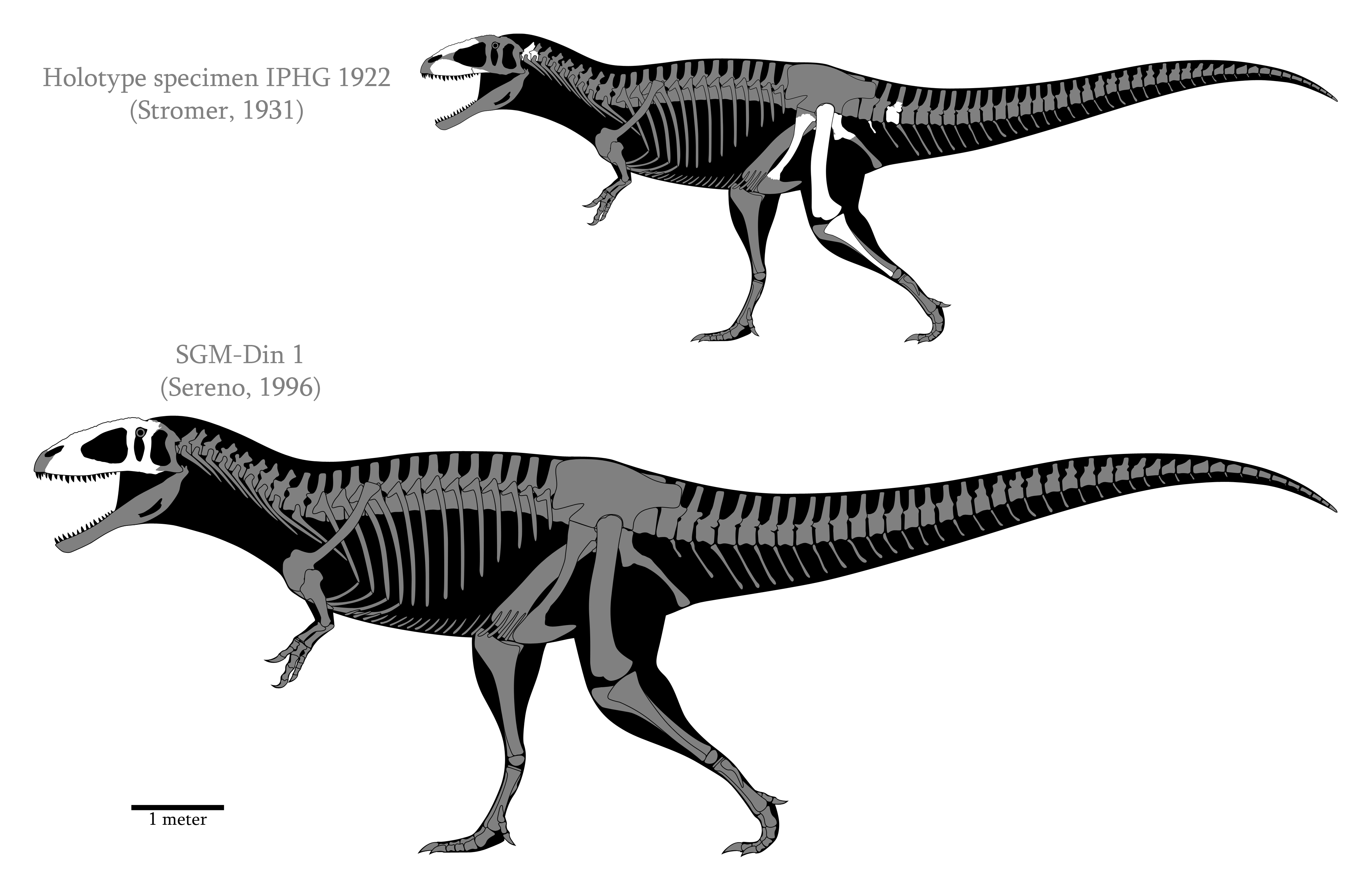 Carcharodontosaurus Skeleton carcharodontosaurus-skeleton