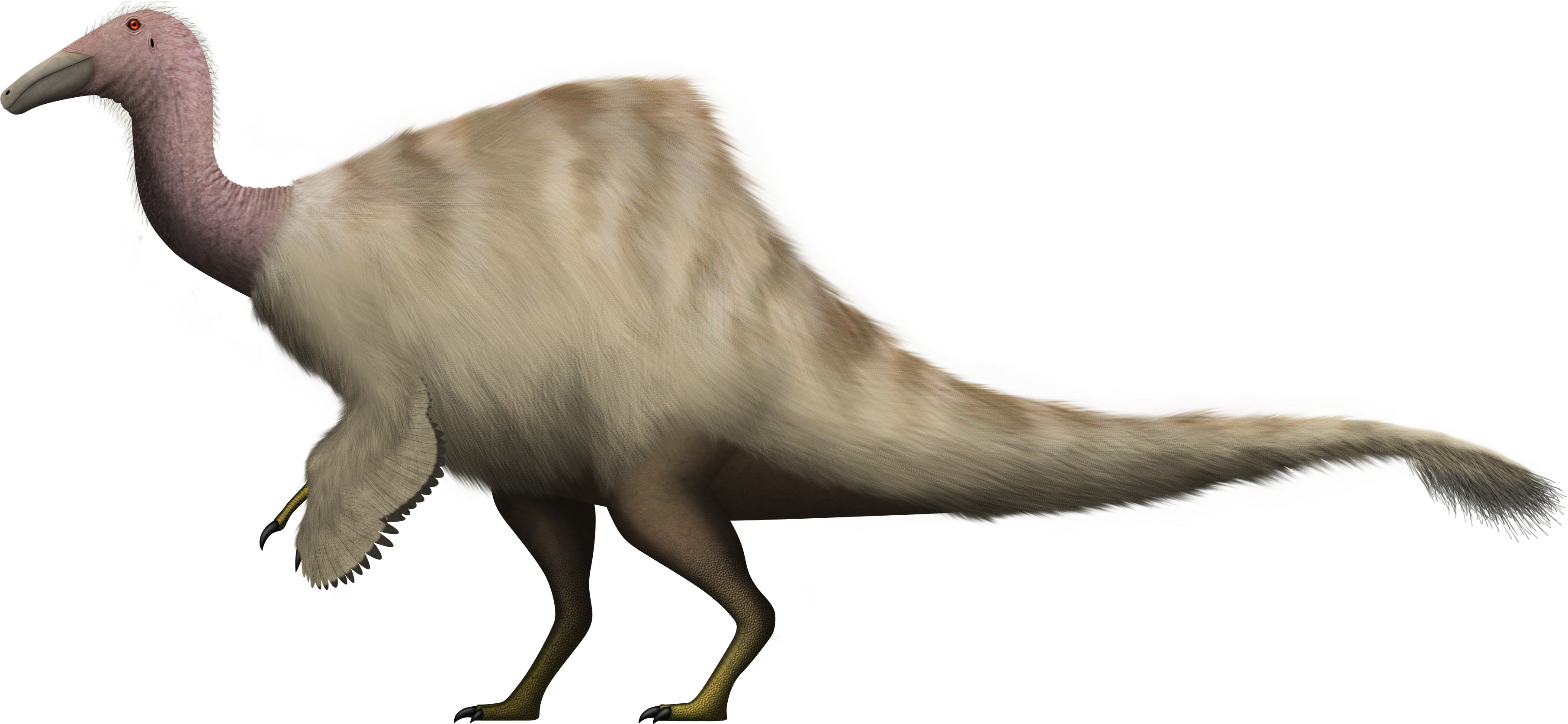 Deinocheirus mirificus