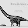 Supersaurus lourinhanensis skeletal reconstruction