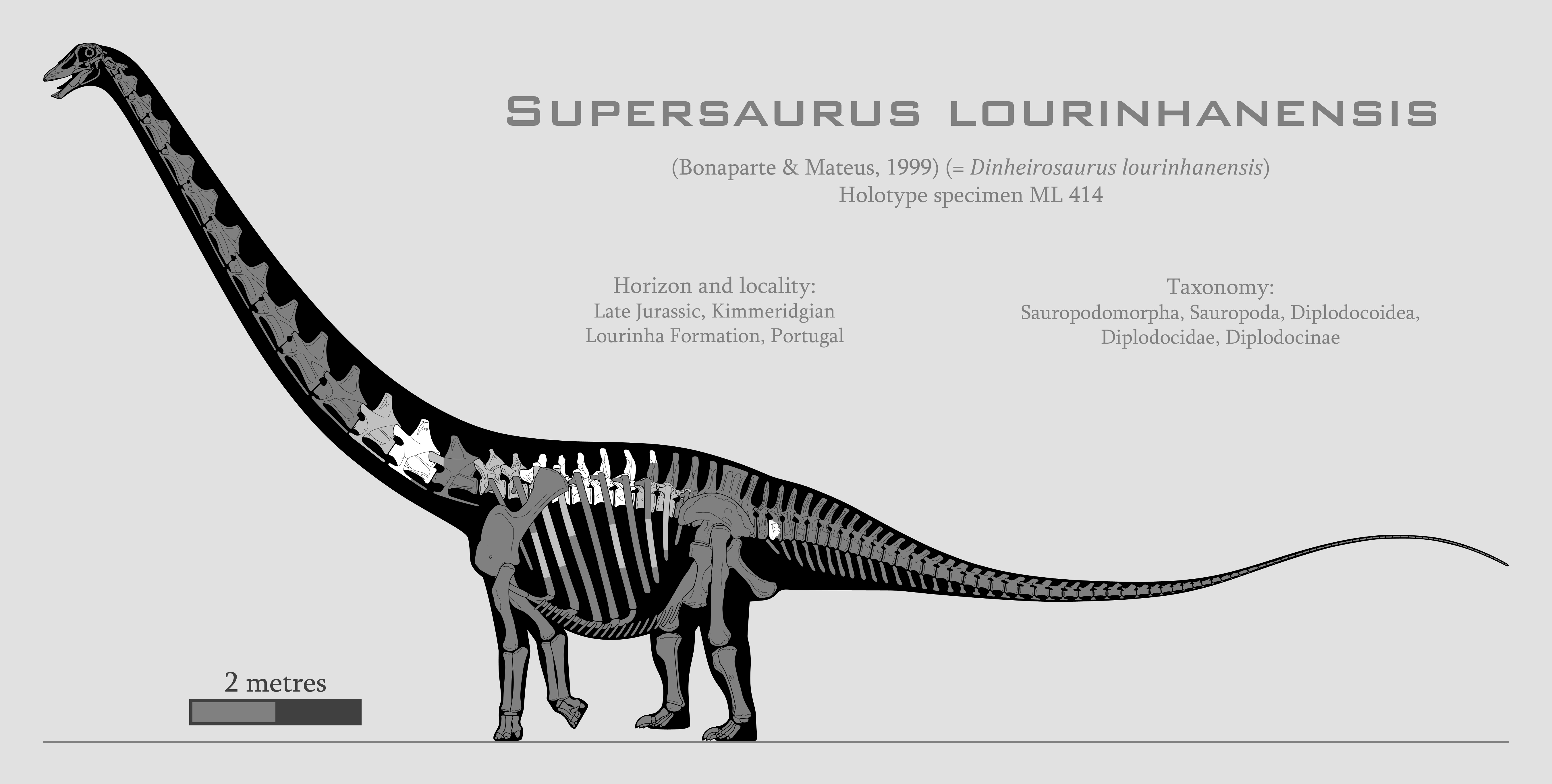 Supersaurus lourinhanensis skeletal reconstruction