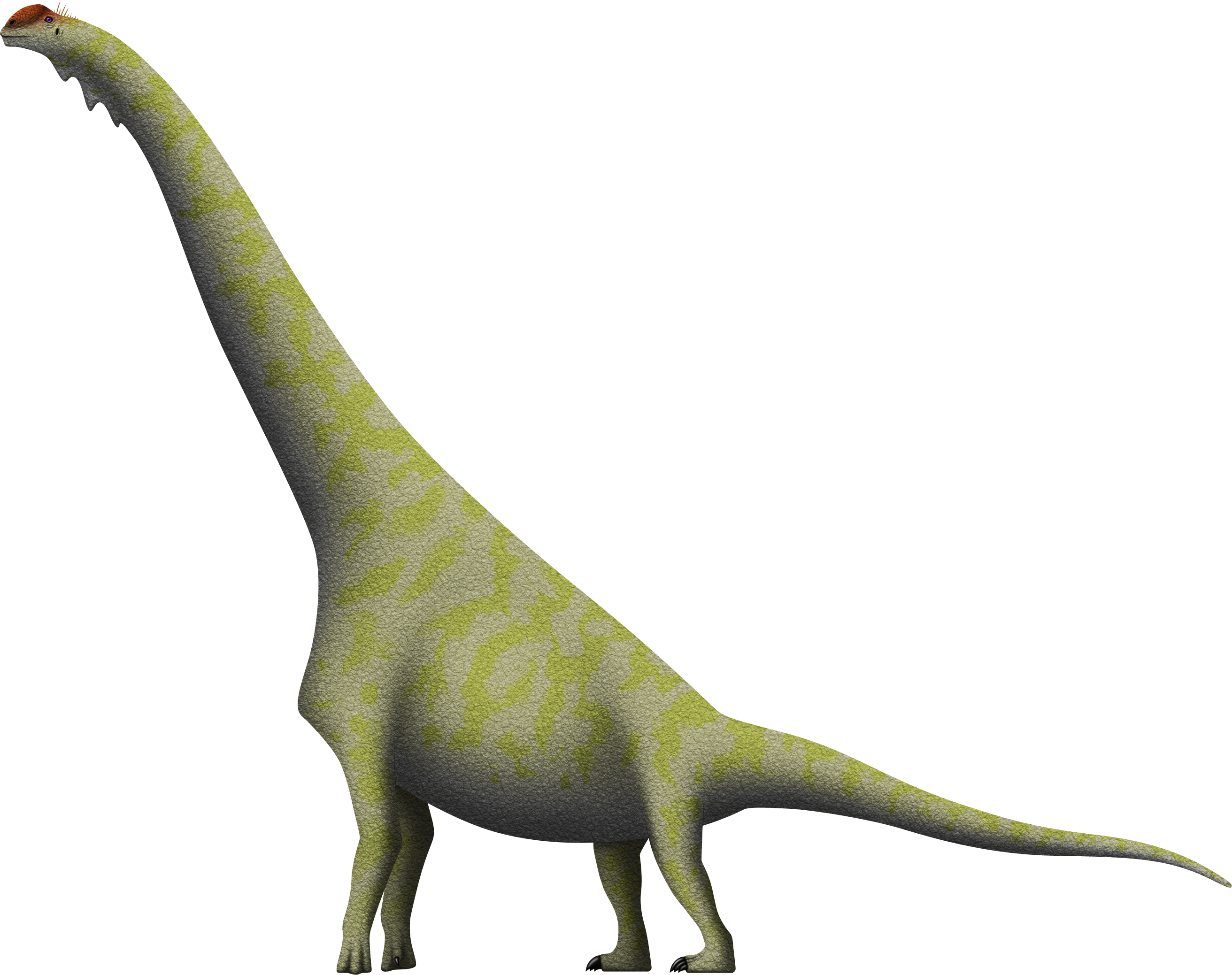 The Dry Mesa Brachiosaur