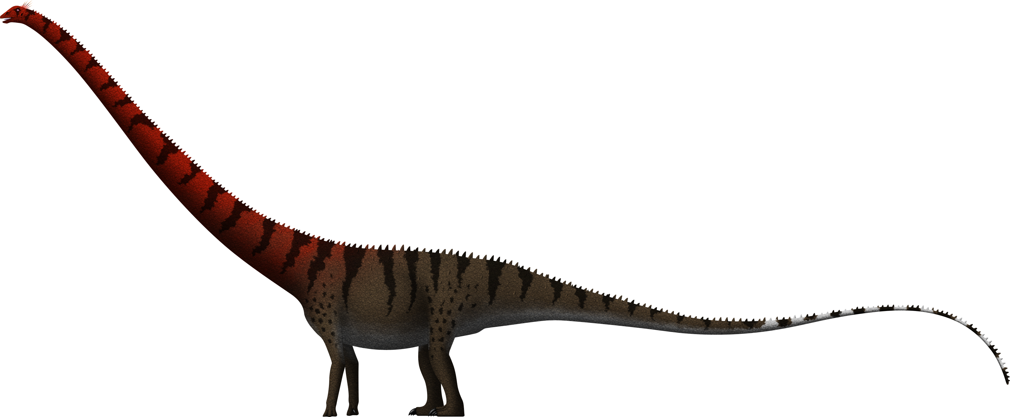 Barosaurus giganteus