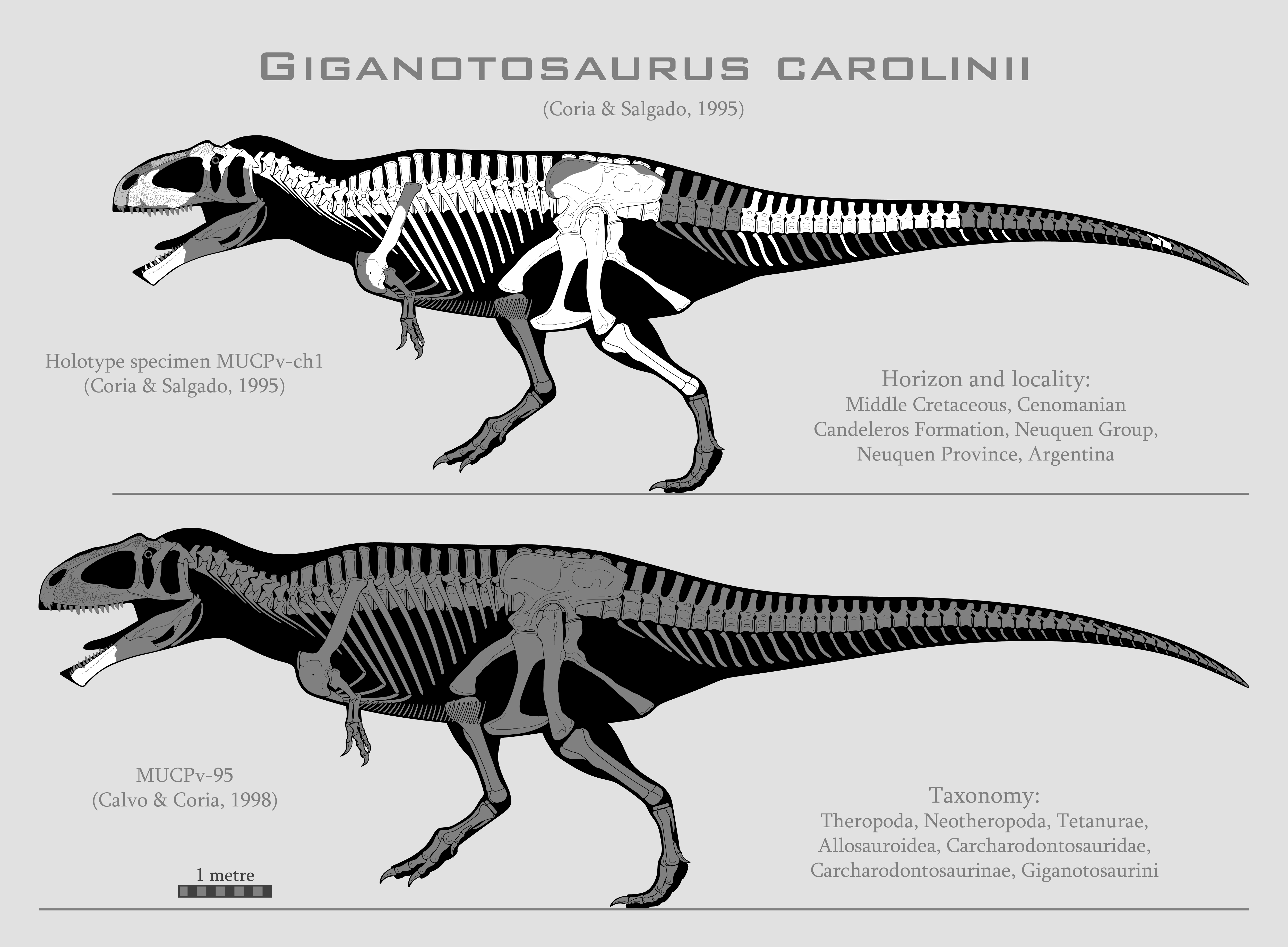 Giganotosaurus Skeleton giganotosaurus-skeleton