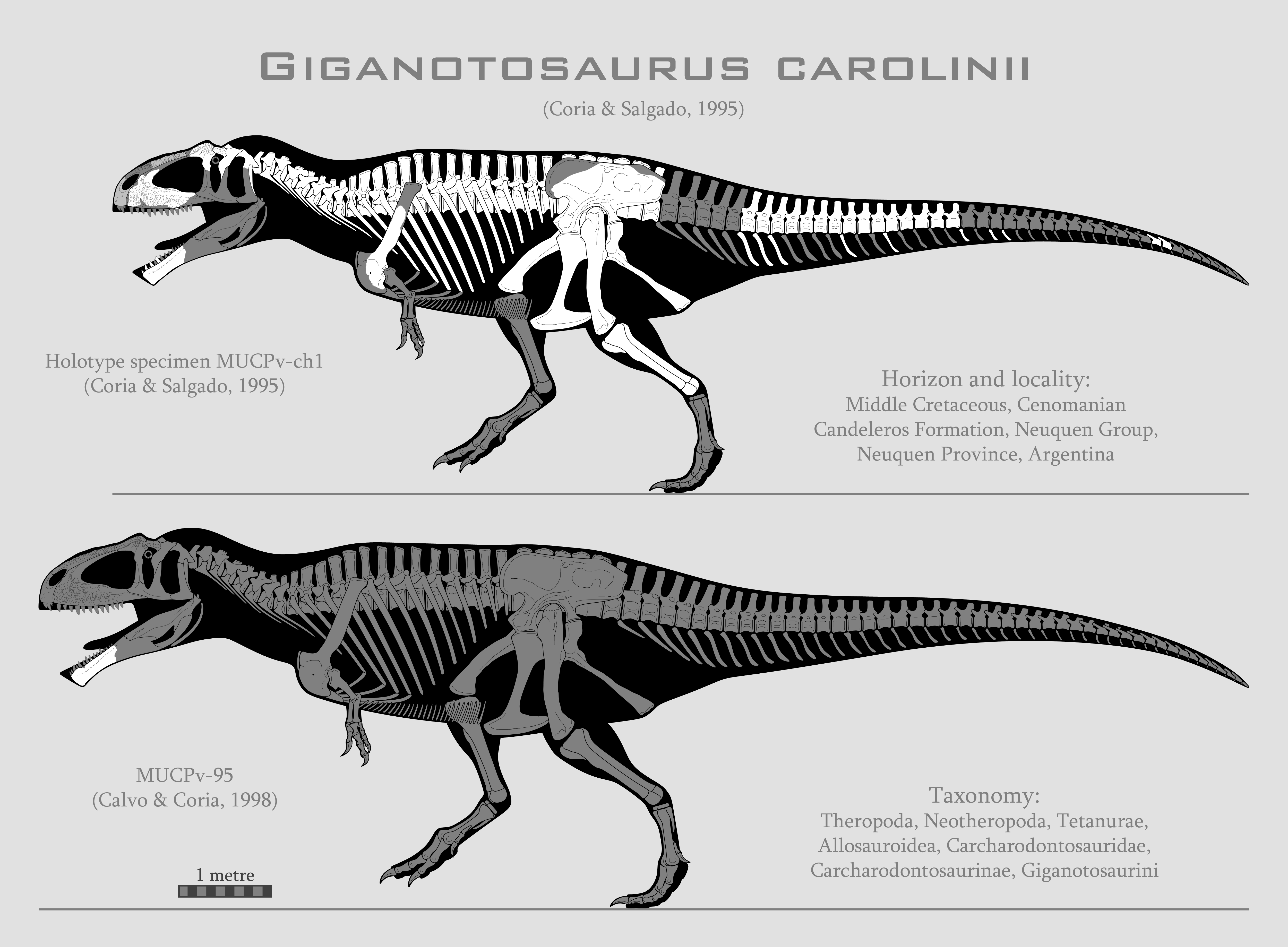 Giganotosaurus carolinii skeletal reconstructions