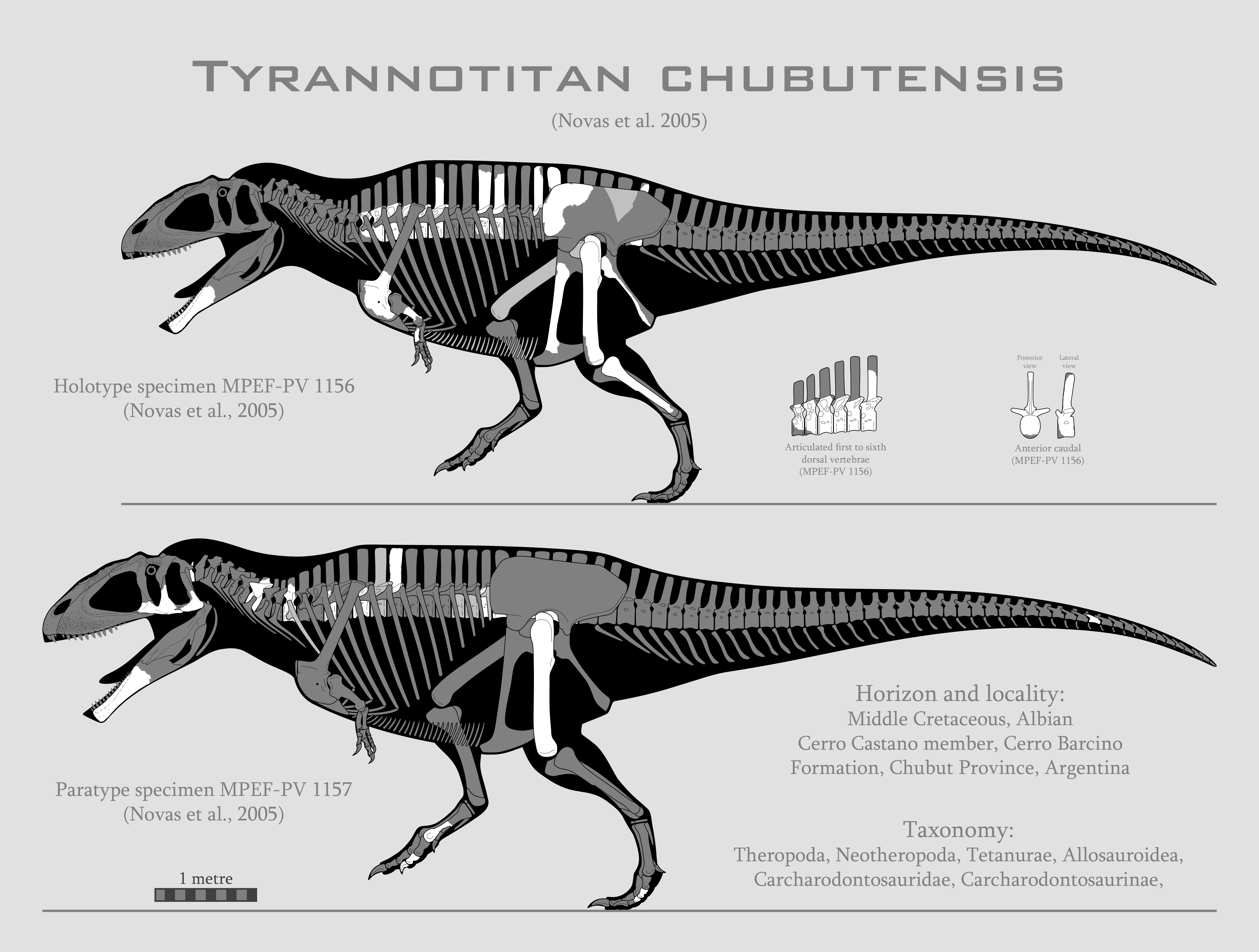 Tyrannotitan chubutensis skeletal reconstructions