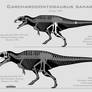 Carcharodontosaurus saharicus skeletals