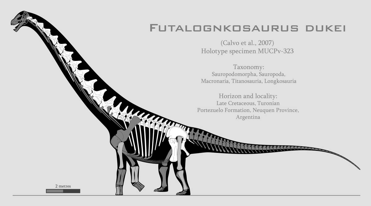 Футалонгкозавр скелет