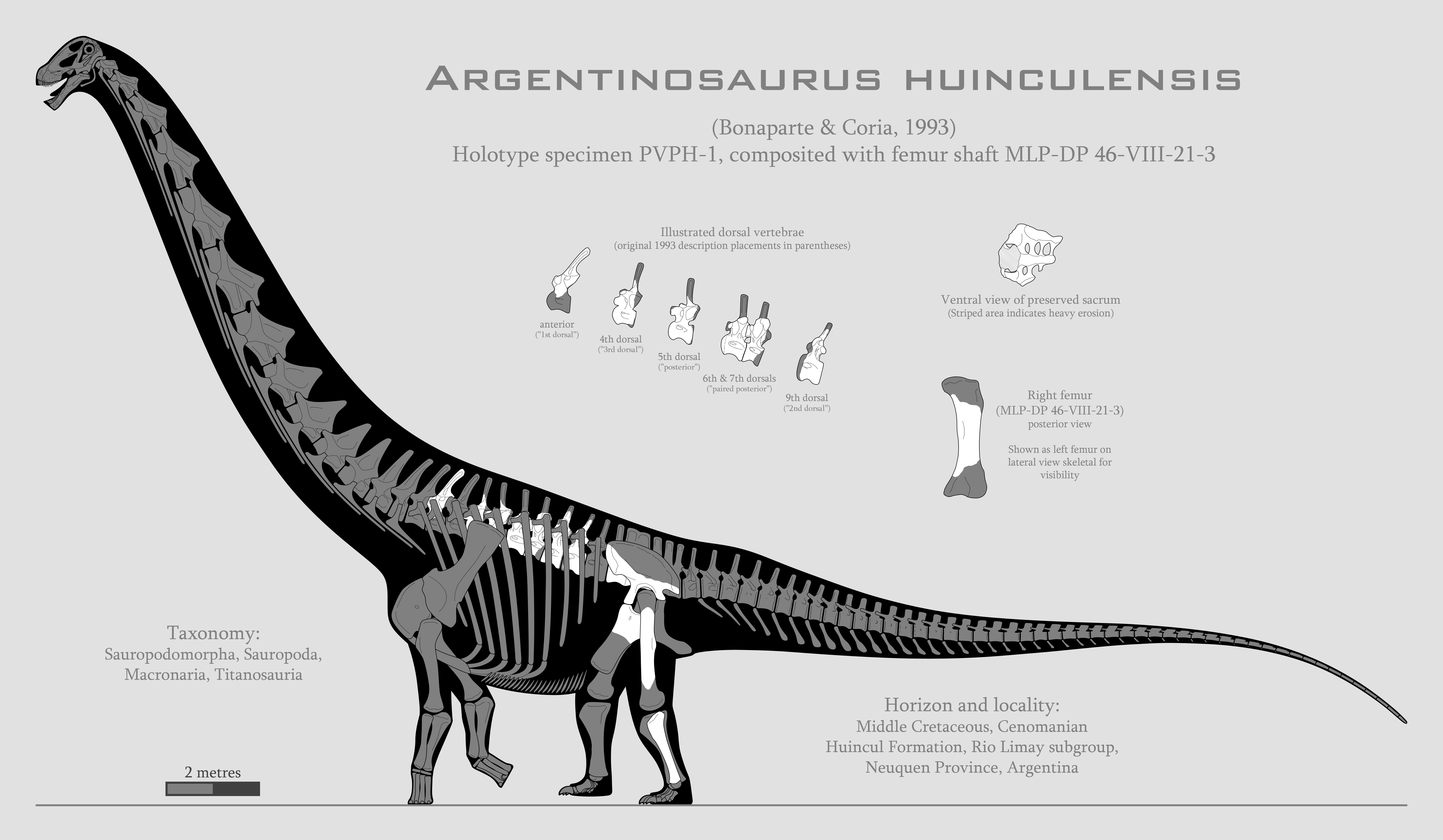 Argentinosaurus huinculensis skeletal