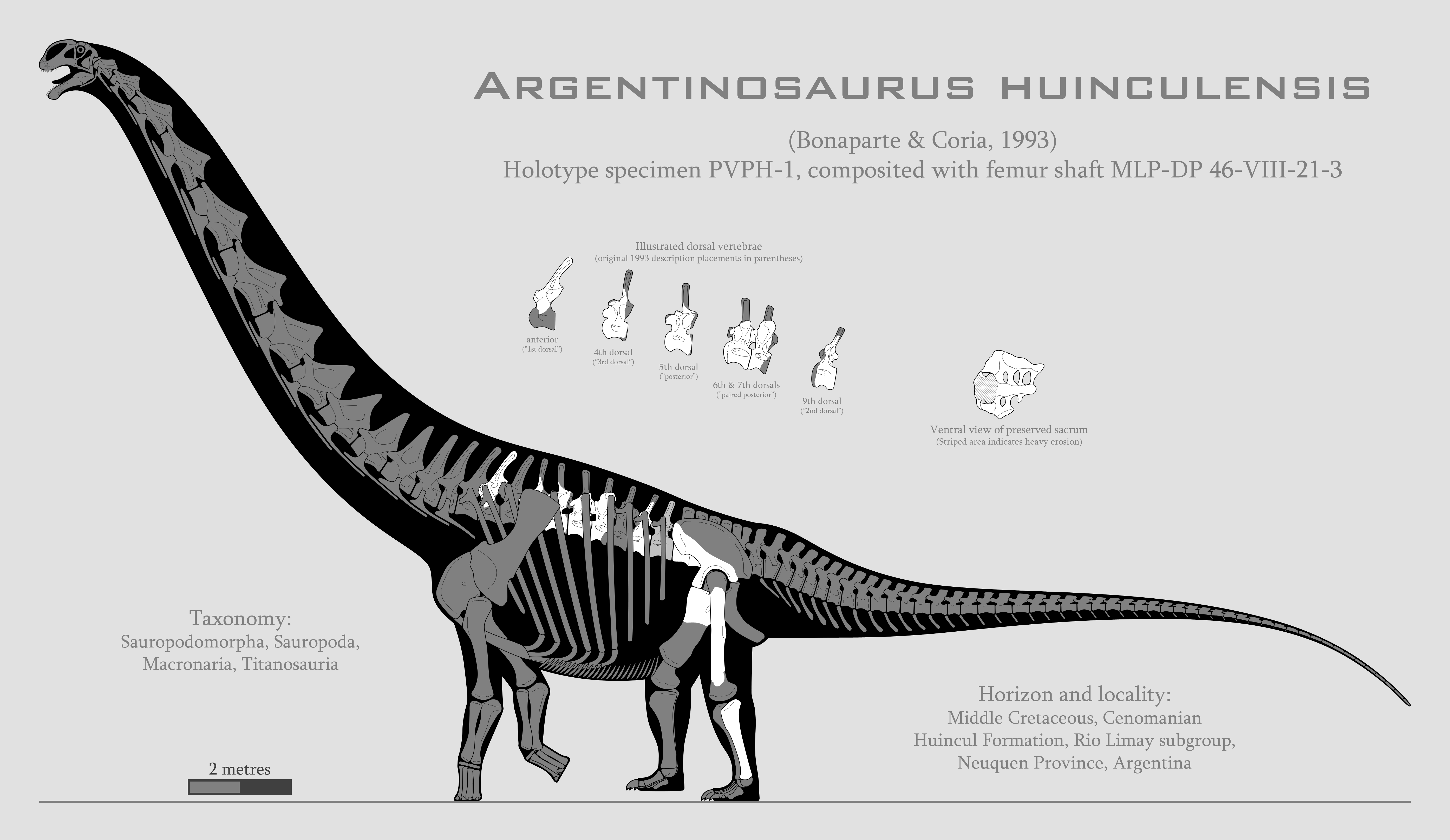 Argentinosaurus huinculensis skeletal by SpinoInWonderland