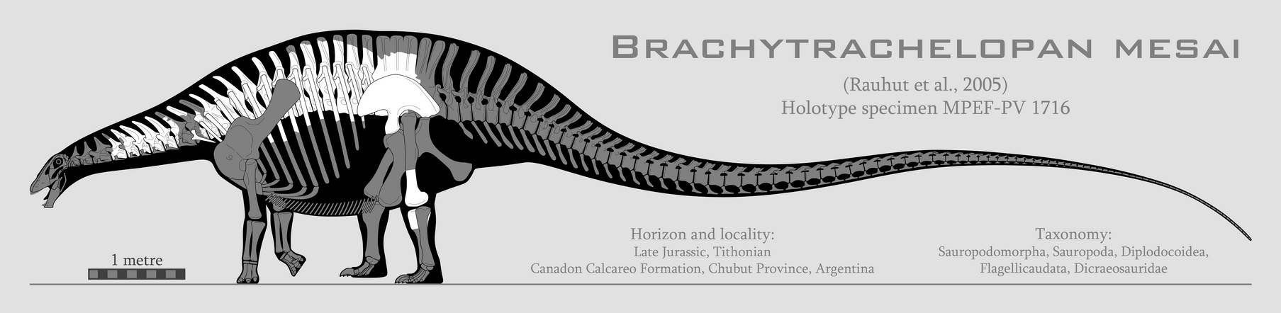 Brachytrachelopan mesai skeletal reconstruction by SpinoInWonderland