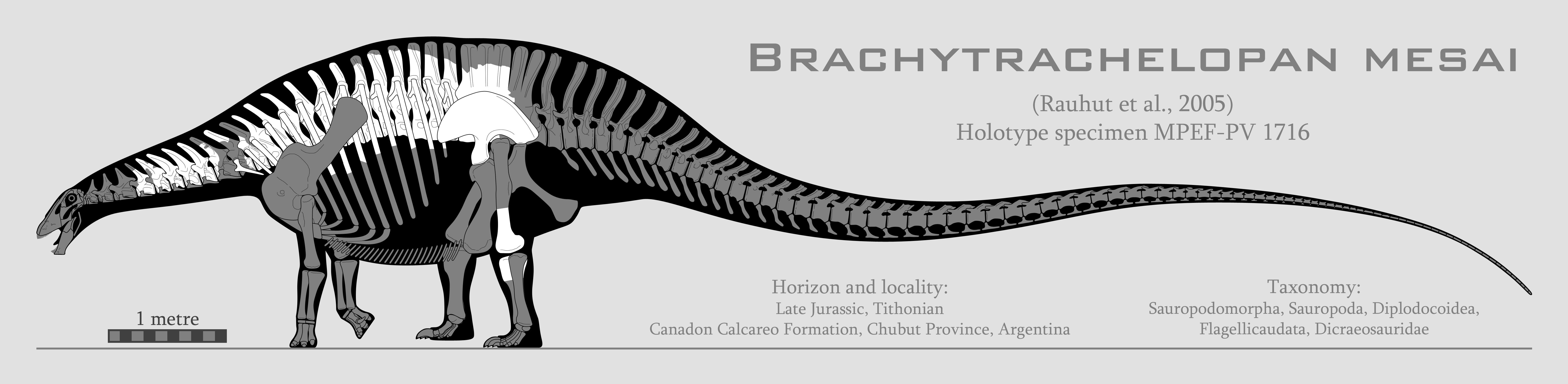 Brachytrachelopan mesai skeletal reconstruction by SpinoInWonderland