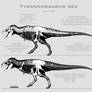 Tyrannosaurus rex skeletal reconstructions