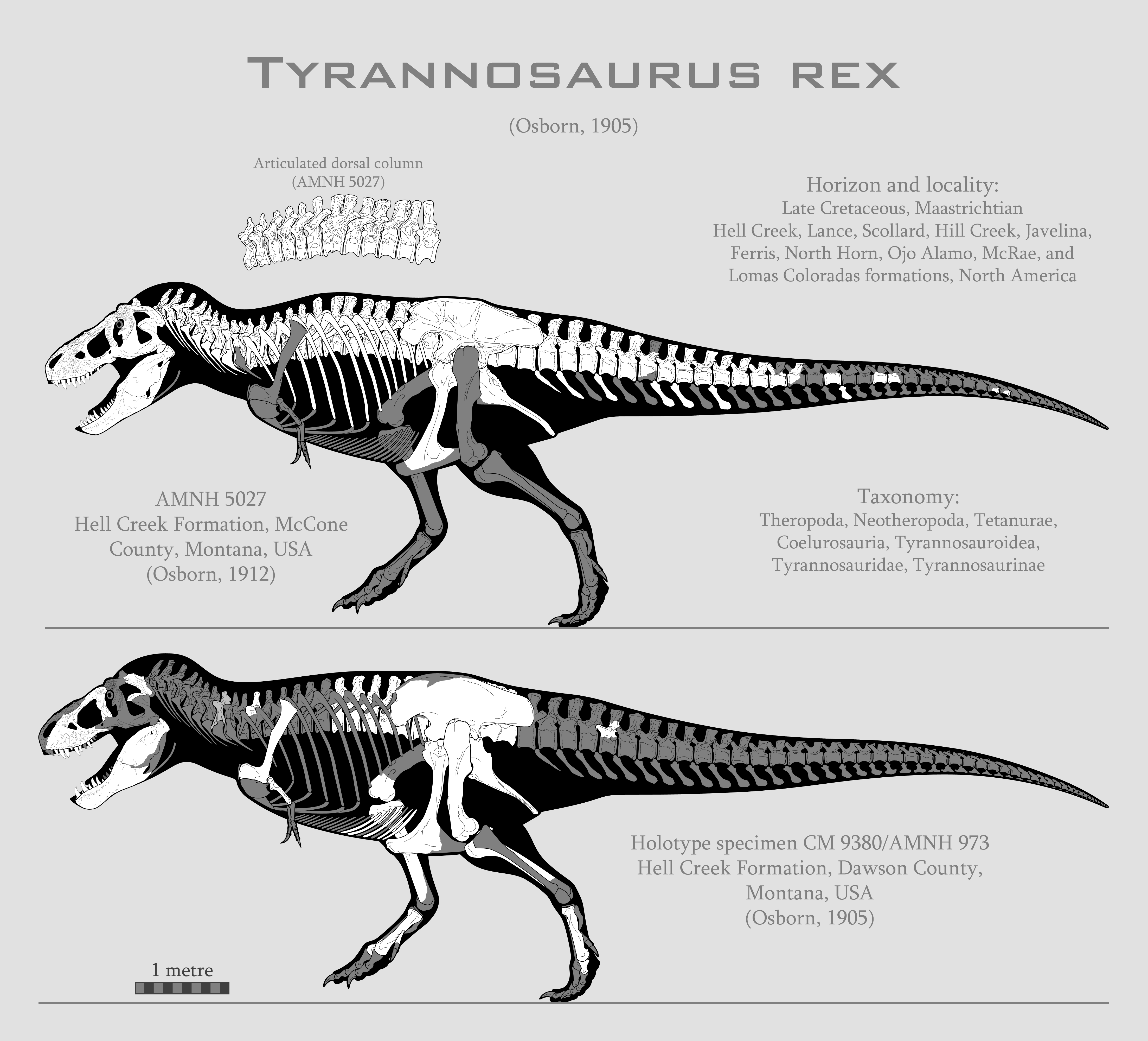 その他 T-Rex V1s Tyrannosaurus rex skeletal reconstructions by