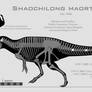 Shaochilong maortuensis skeletal reconstruction