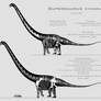 Supersaurus vivianae skeletal reconstructions