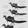 Spinosaurus aegyptiacus skeletal reconstructions
