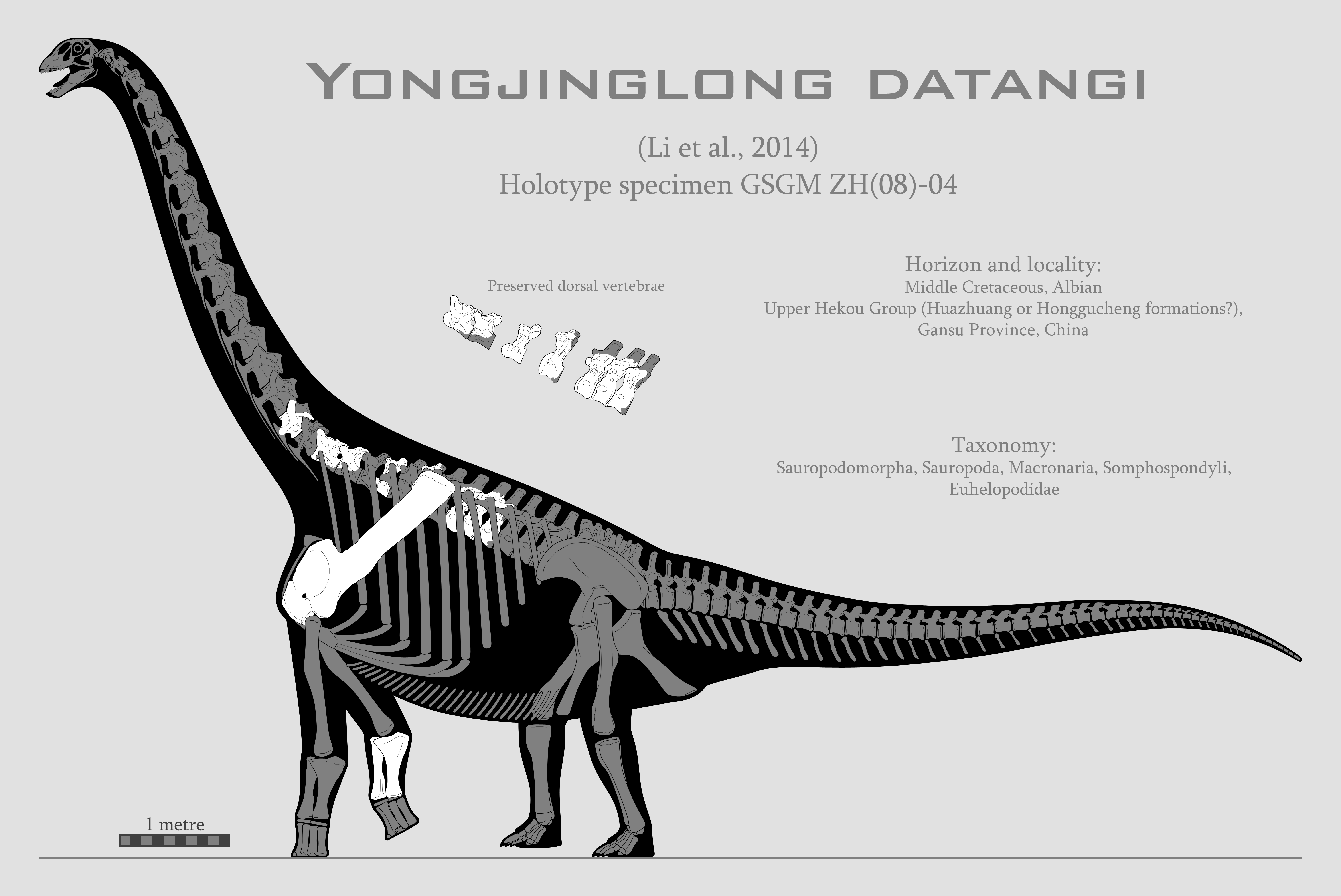 Datanglong Size Yongjinglong datangi skeletal reconstruction by SpinoInWonderland on ...