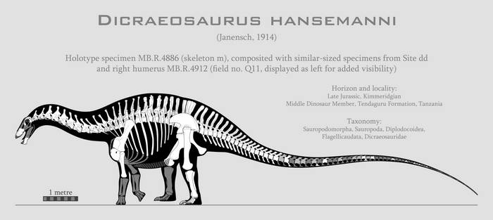 Dicraeosaurus hansemanni skeletal reconstruction