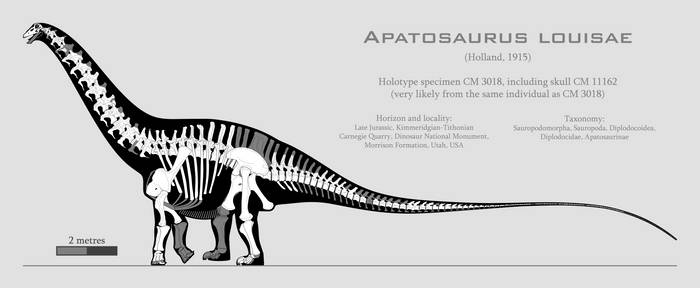 Apatosaurus louisae skeletal reconstruction