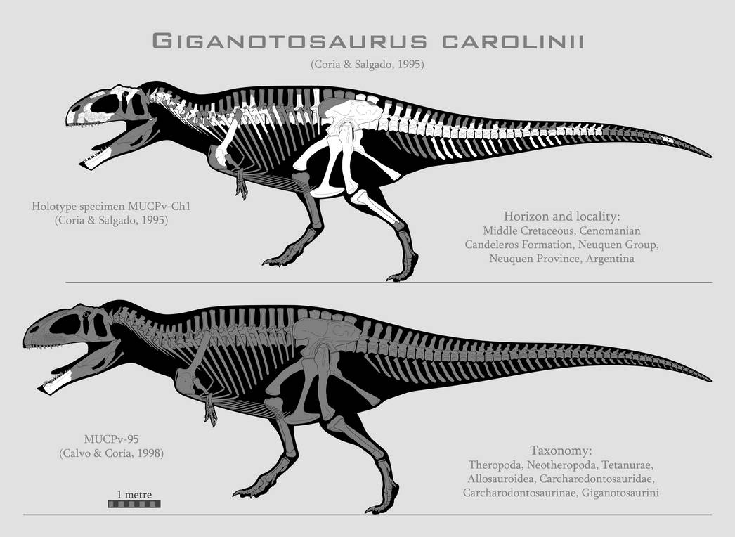 Giganotosaurus carolinii skeletal reconstructions