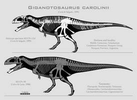 Giganotosaurus carolinii skeletal reconstructions